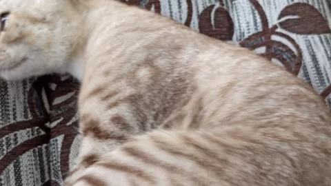 Cute cat Video stock 261060369