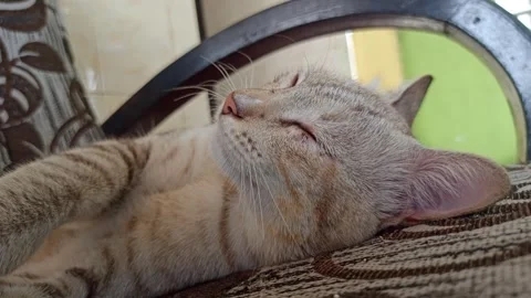 Cute cat Stock-Footage 261060395