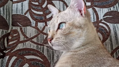 Cute cat Video stock 261060418