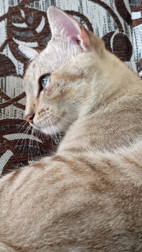 Cute cat Video stock 261060458