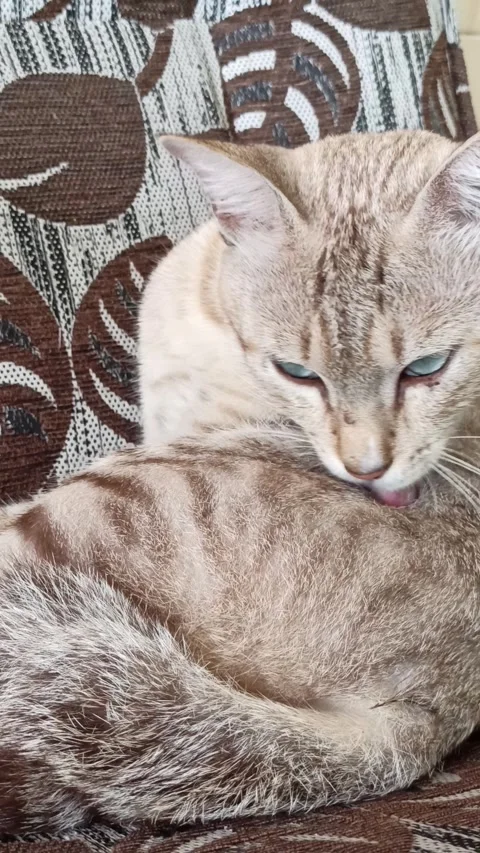 Cute cat Video stock 261060479