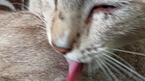 Cute cat Video stock 261060492