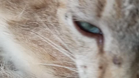 Cute cat Video stock 261060493