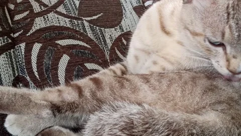 Cute cat Stock Footage 261060509