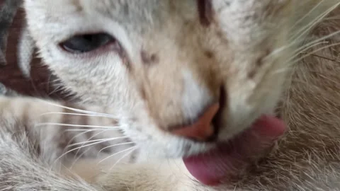 Cute cat Stock Footage 261060512