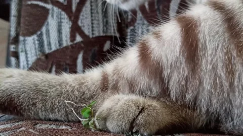 Cute cat Video stock 261060514