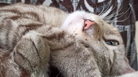 Cute cat Video stock 264731395