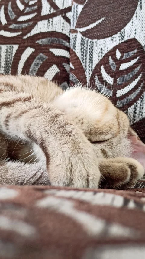 Cute cat Stock-Footage 264731396