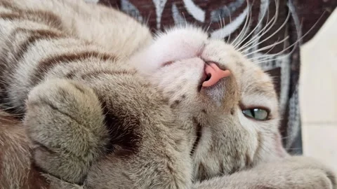 Cute cat Stock Footage 264731501