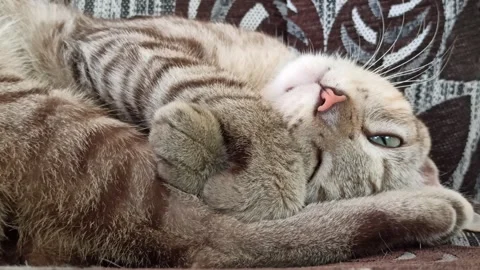 Cute cat Video stock 264731502