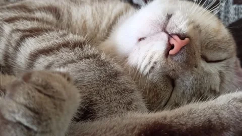 Cute cat Video stock 264731536