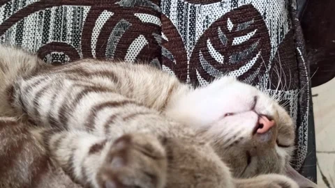Cute cat Stock Footage 264735485