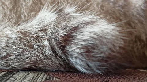 Cute cat Stock Footage 264735522