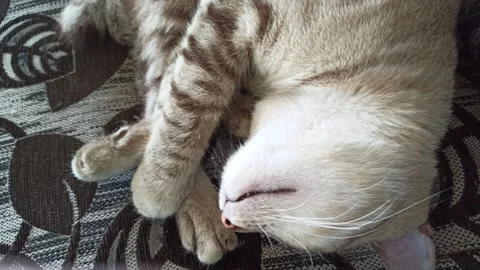 Cute cat Video stock 264735523