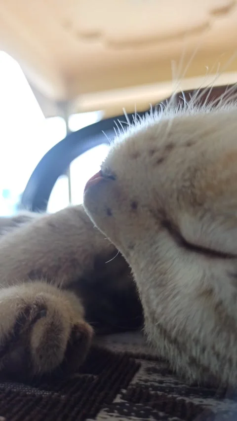 Cute cat Stock-Footage 264735555