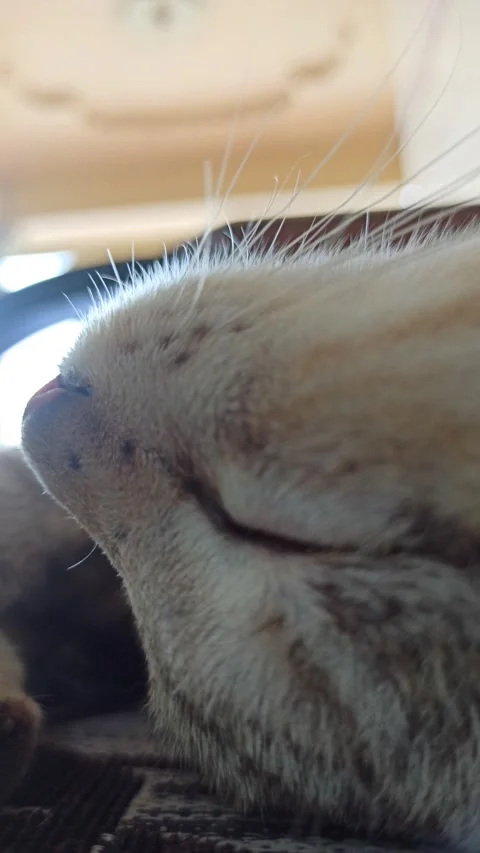 Cute cat Video stock 264735684