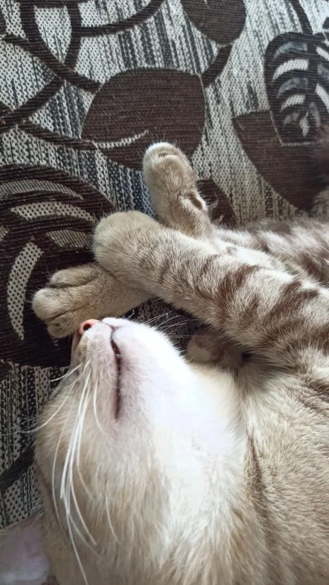 Cute cat Stock Footage 264735774