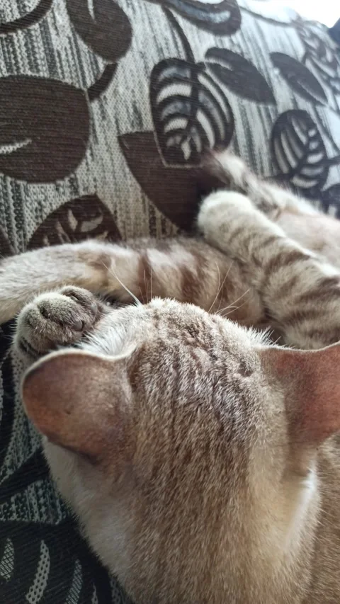 Cute cat Stock Footage 264735815