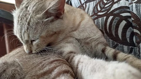 Cute cat Stock-Footage 264735821