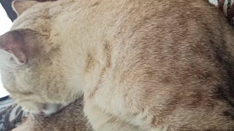Cute cat Video stock 264735881