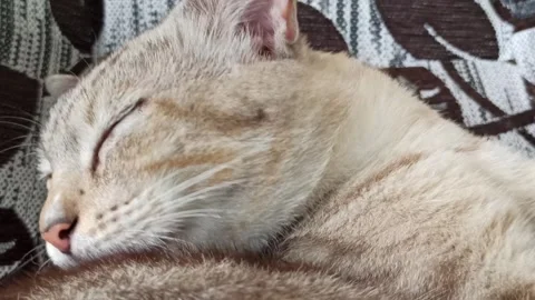 Cute cat Video stock 264735937