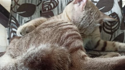 Cute cat Stock-Footage 264736075