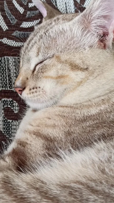 Cute cat Video stock 264736092