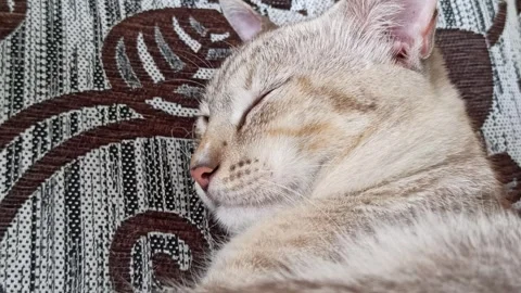 Cute cat Stock Footage 264736173