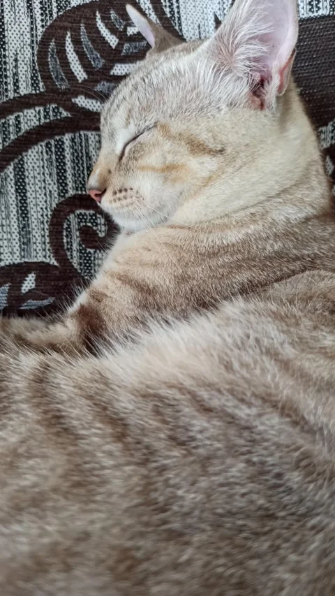 Cute cat Stock Footage 264736472