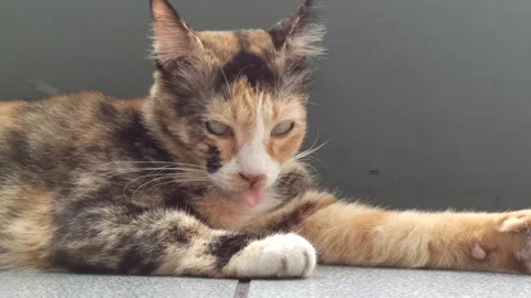 Cute cat Stock Footage 265037856