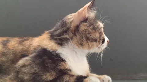 Cute cat Video stock 265037857