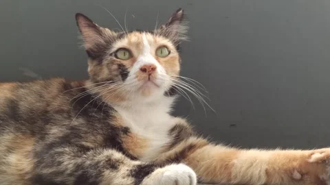 Cute cat Stock Footage 265037862