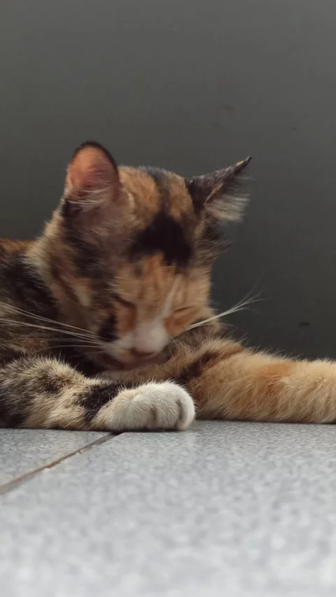 Cute cat Stock Footage 265037906