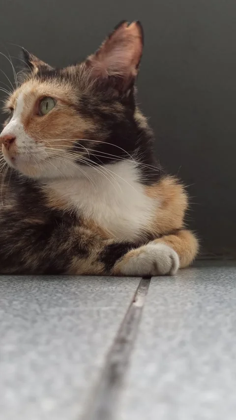 Cute cat Video stock 265037922