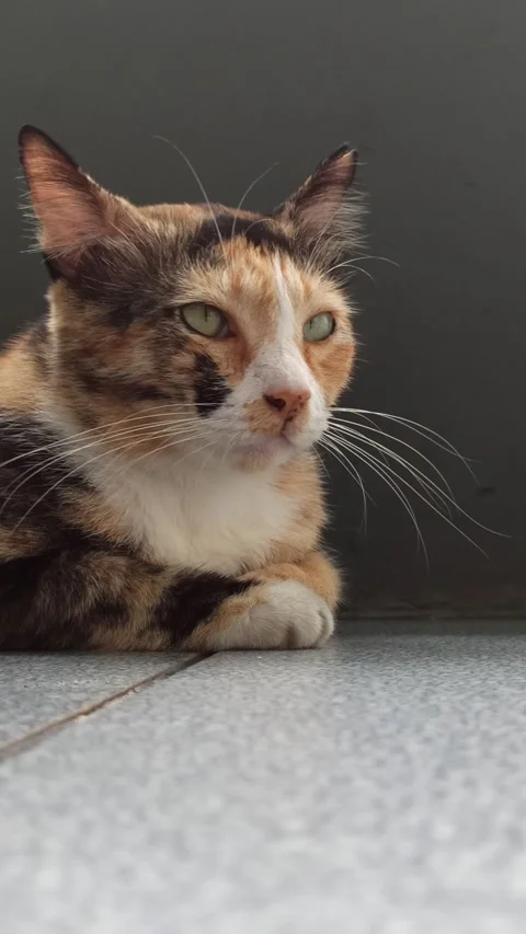 Cute cat Video stock 265037925