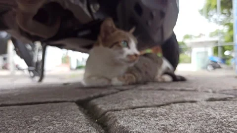 Cute cat Video stock 265038249