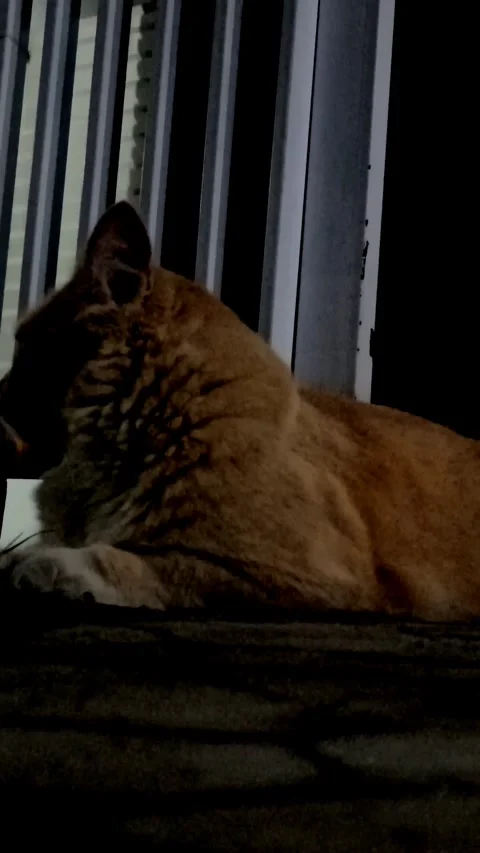 Cute cat Stock-Footage 265046800