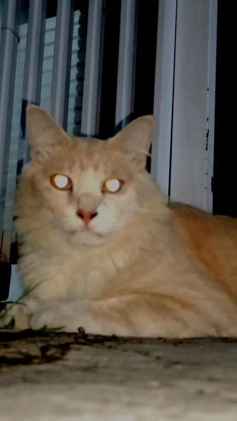 Cute cat Video stock 265046811