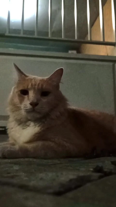 Cute cat Stock Footage 265046862