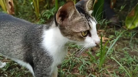Cute cat Video stock 265048613