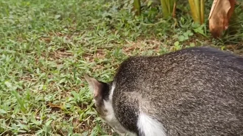 Cute cat Stock Footage 265048628