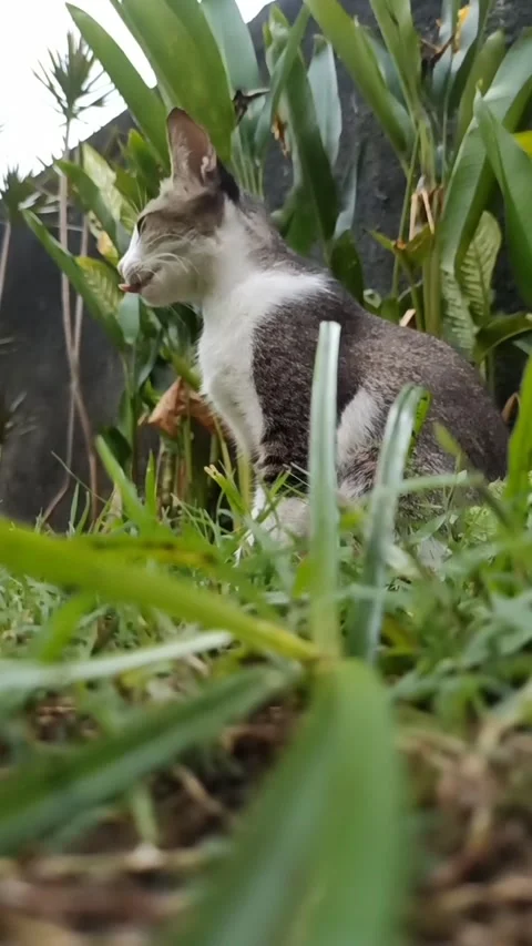 Cute cat Stock Footage 265048632