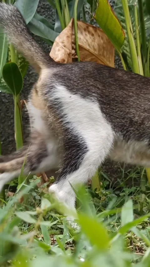 Cute cat Stock Footage 265048635