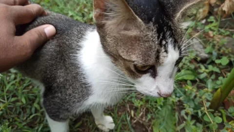 Cute cat Stock-Footage 265048646