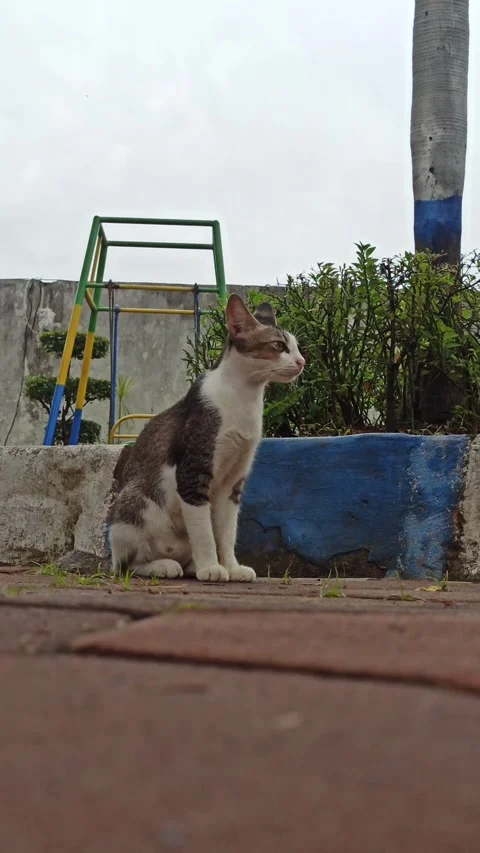 Cute cat Video stock 265048794