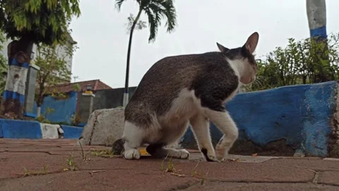 Cute cat Stock-Footage 265048796