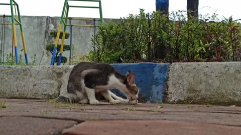 Cute cat Stock Footage 265048798