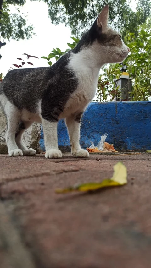 Cute cat Stock Footage 265048807