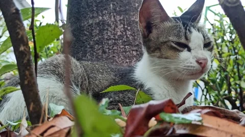 Cute cat Stock Footage 265048814