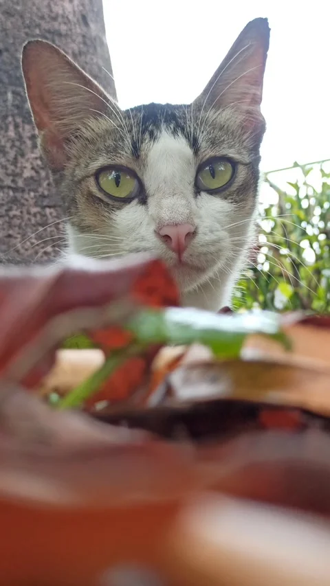 Cute cat Video stock 265048816